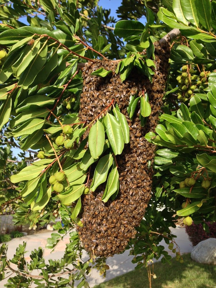 Long Beach Bee Removal - AA Beekeeper