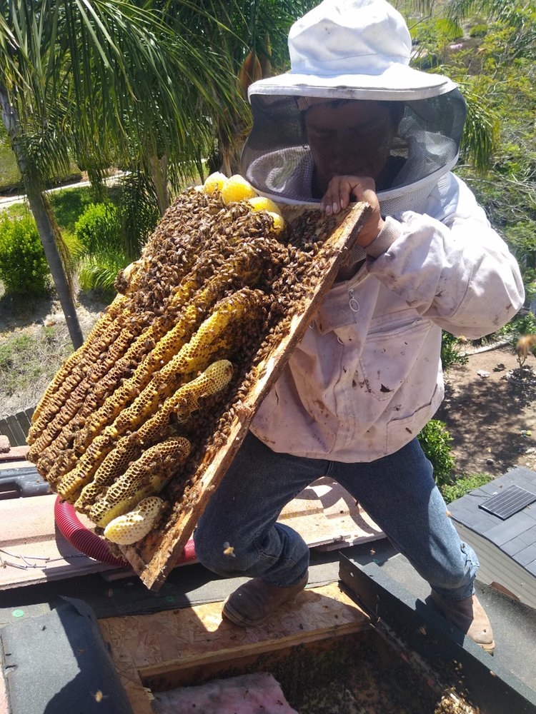 Long Beach Bee Removal - AA Beekeeper