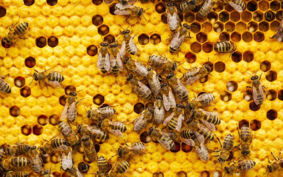 Live Bee Relocation in Southern California: Why It Matters and How It Works
