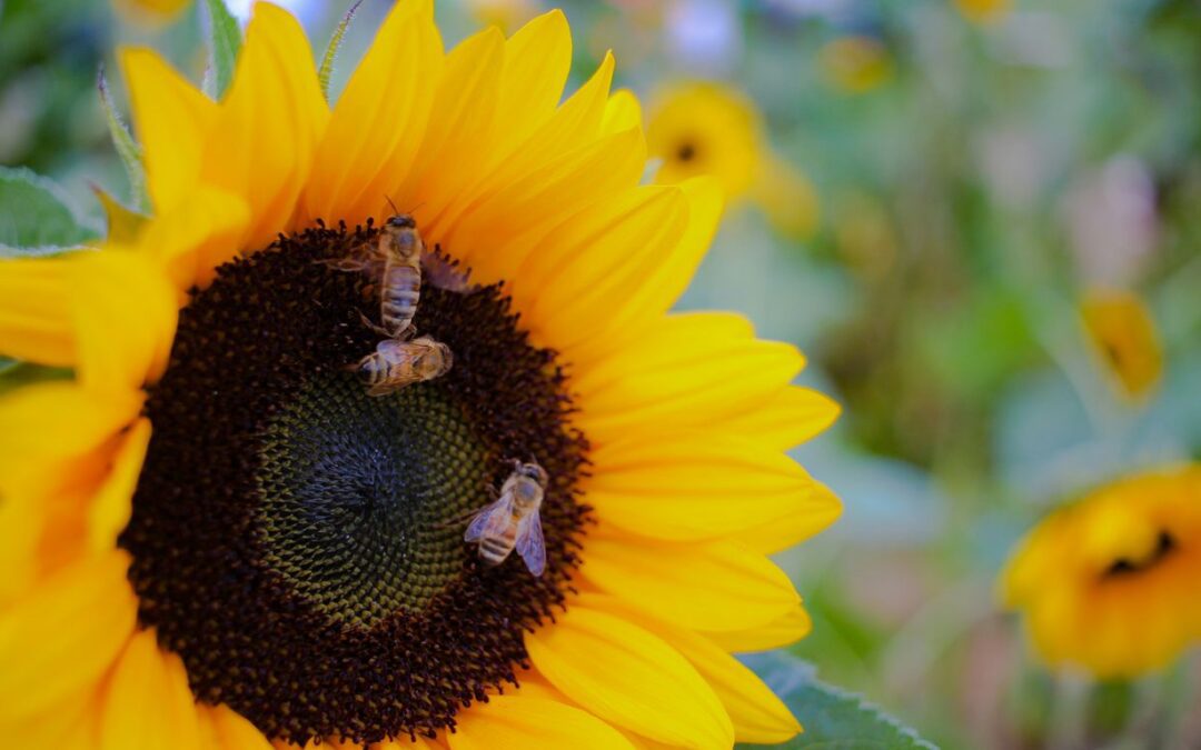 eco-friendly bee removal San Diego