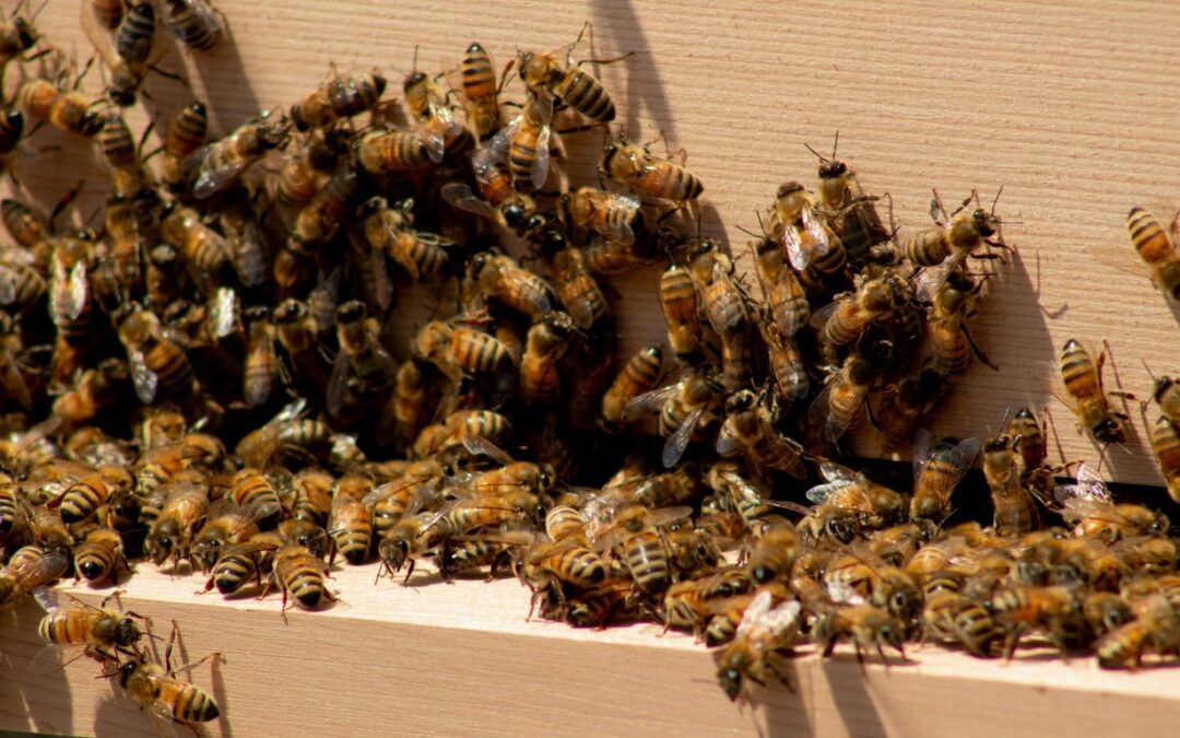 Bee Hive Relocation vs. Extermination: Why Relocation Is the Better Choice