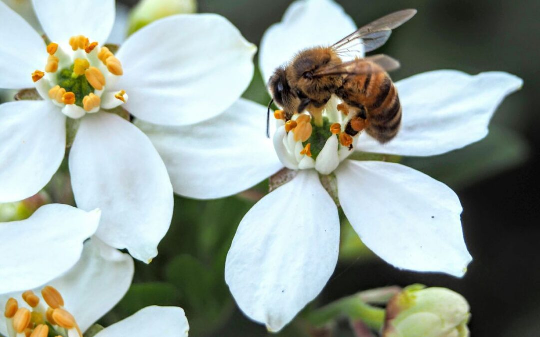 Where Do Relocated Bees Go? What Happens After a Bee Removal
