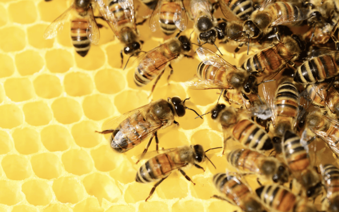 What Should I Do If I Disturb a Bee Hive? Step-by-Step Emergency Guide