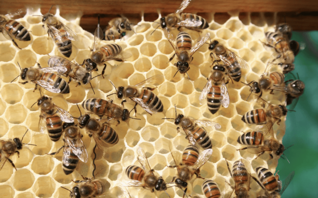 Africanized Bee Removal San Diego: Why You Should Never Approach an Unknown Hive