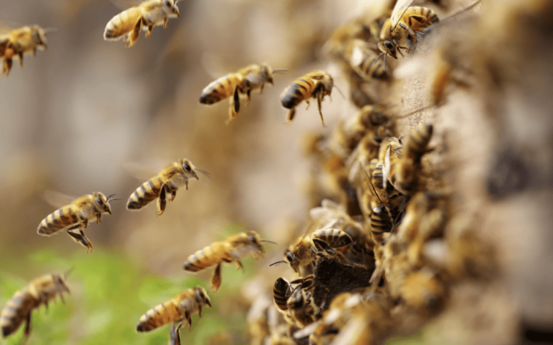 Emergency Bee Removal in Southern California: What to Do When Bees Attack
