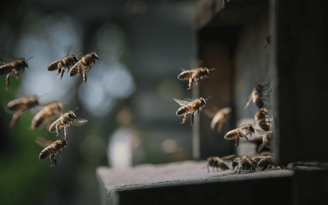 How Fast Can Bees Become Dangerous? What Homeowners Need to Know