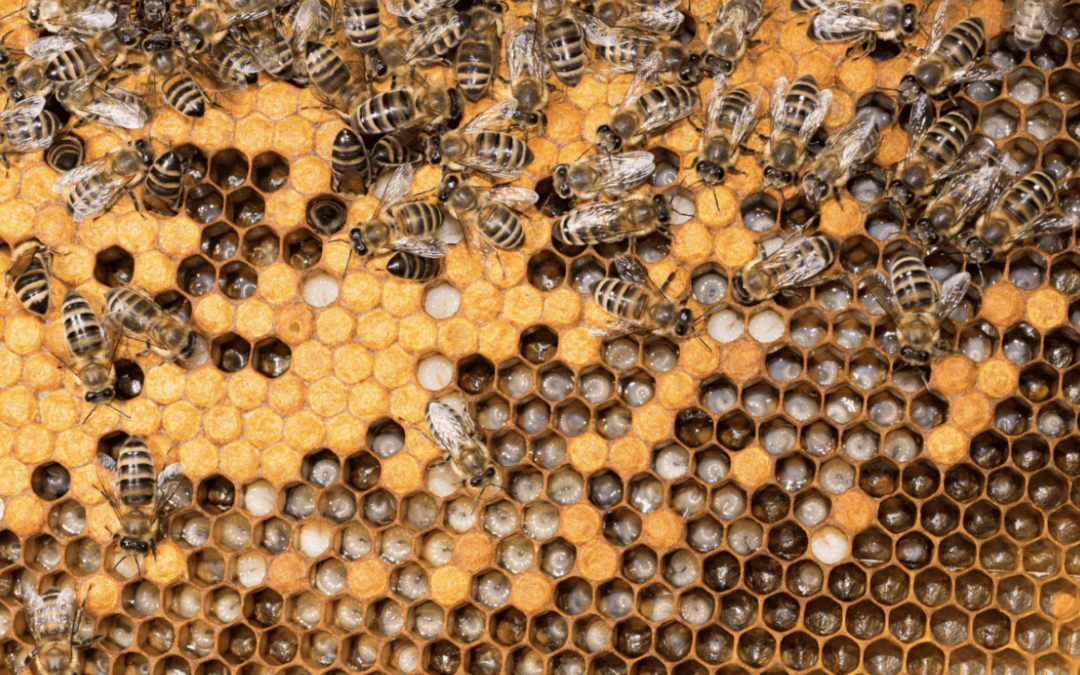 How Do I Know If I Have a Bee Hive or Just Foraging Bees?