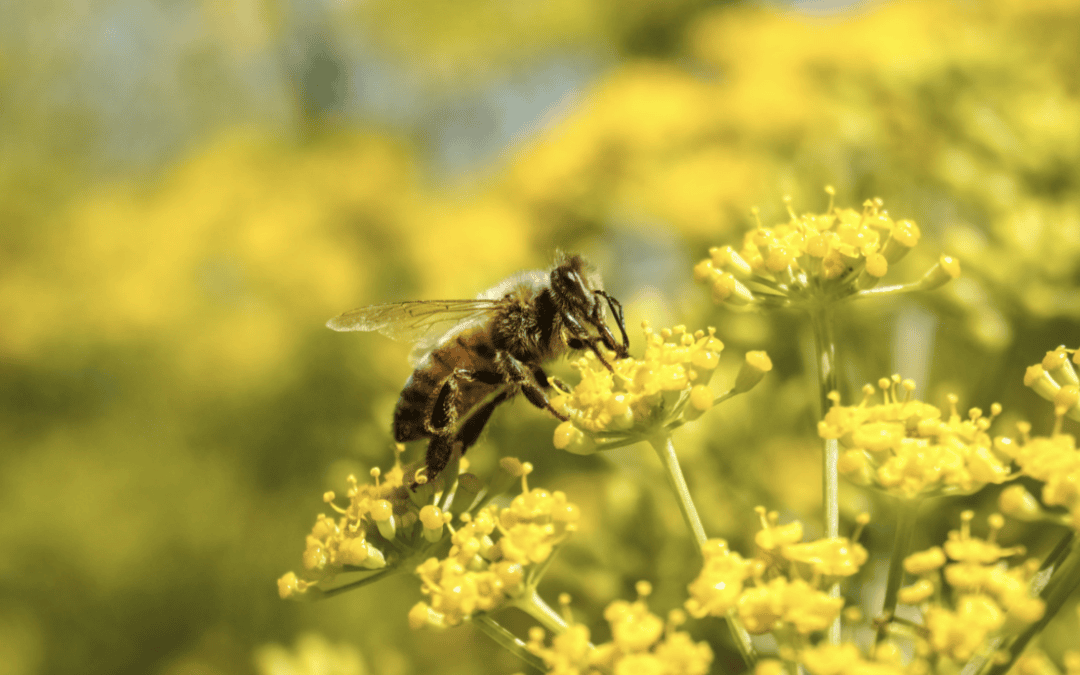 Are Bees Protected in California? What Homeowners Need to Know