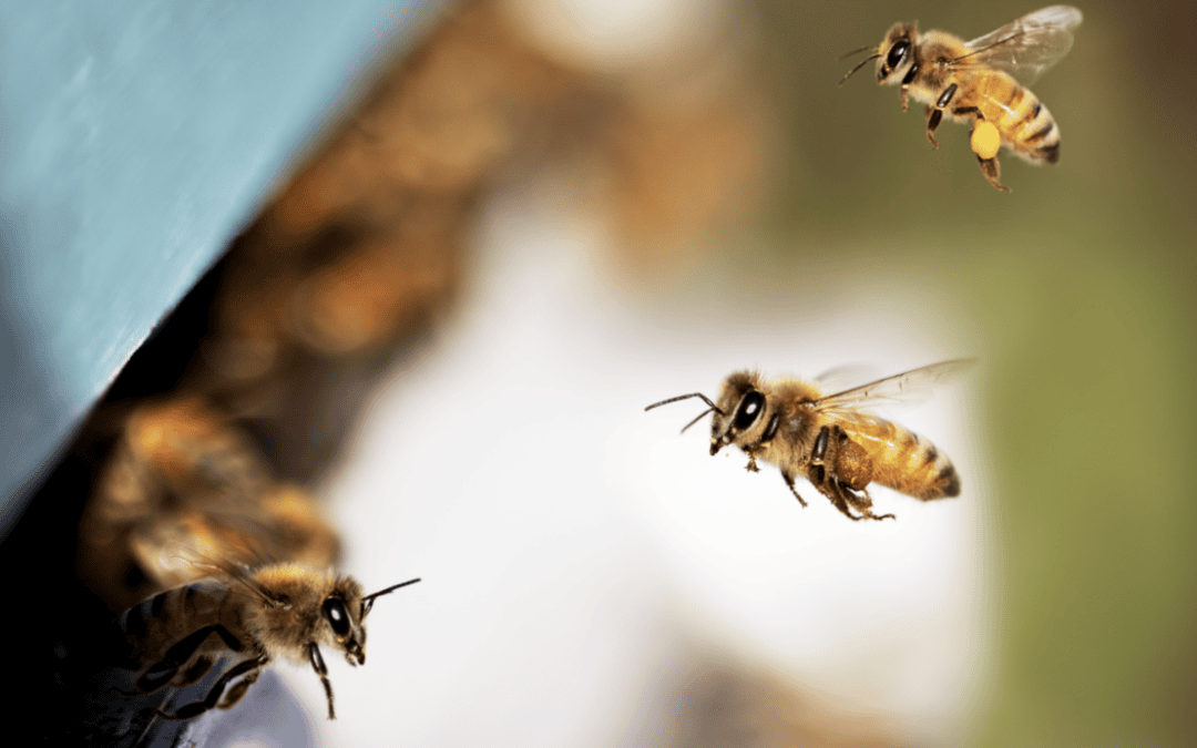 How Long Does Bee Removal Take? What to Expect on Service Day